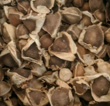 Load image into Gallery viewer, Moringa Seeds