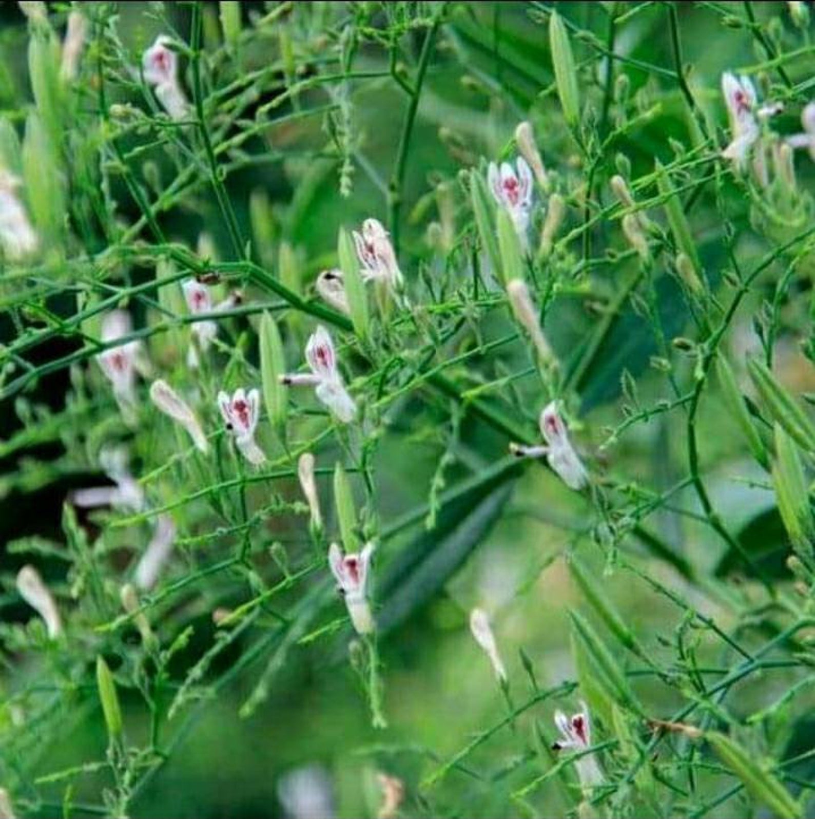 Rice Bitters – Positive mind and body innovation