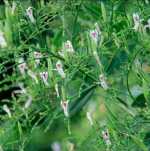 Load image into Gallery viewer, Rice Bitters