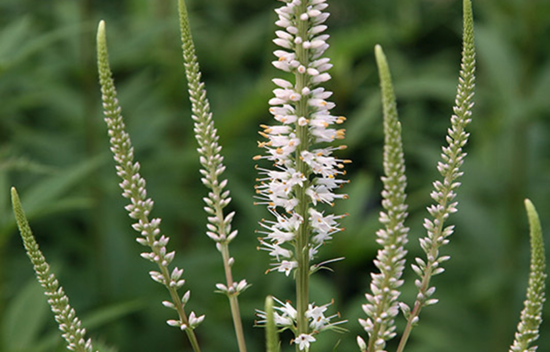 Strong Back Root – Positive mind and body innovation